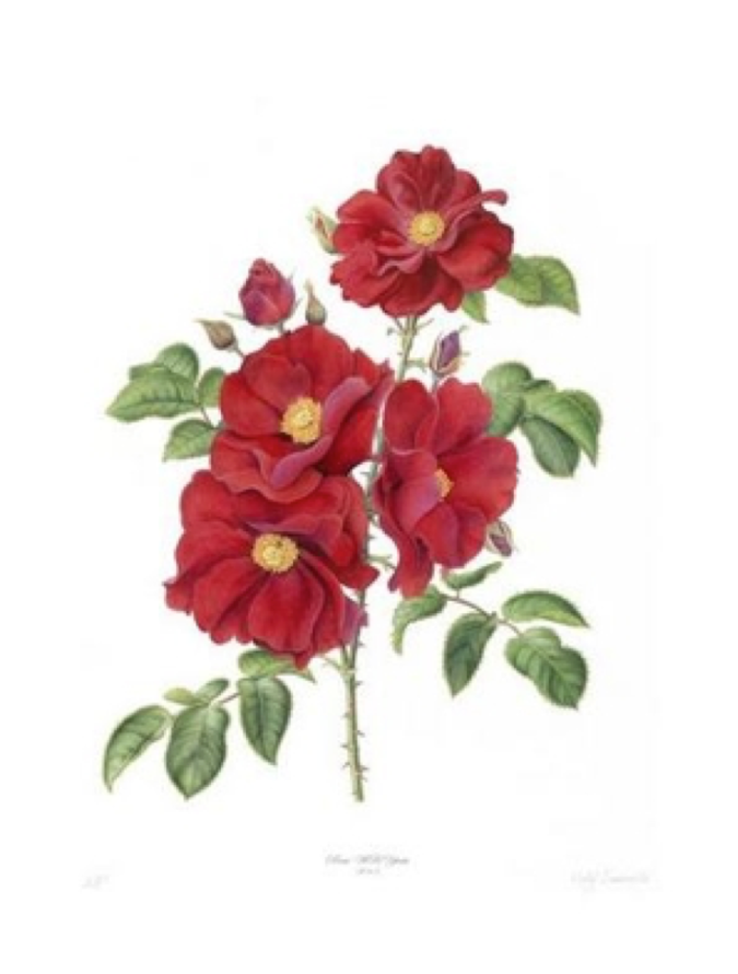 W.B.Yeats Rose: Scarlet Floribunda. A new variety of Irish rose bred for the 150th anniversary of W.B. Yeats. Botanical Artist: Holly Sommerville 